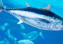 People have been harvesting these ocean predators for 44,000 years