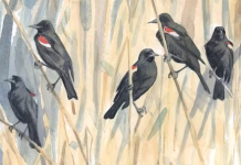 For centuries, bird migration was a mystery – a tech revolution is changing that, and could help save these amazing creatures