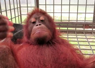 Injured Orangutan rescued from Indonesia wildfires | Climate Crisis